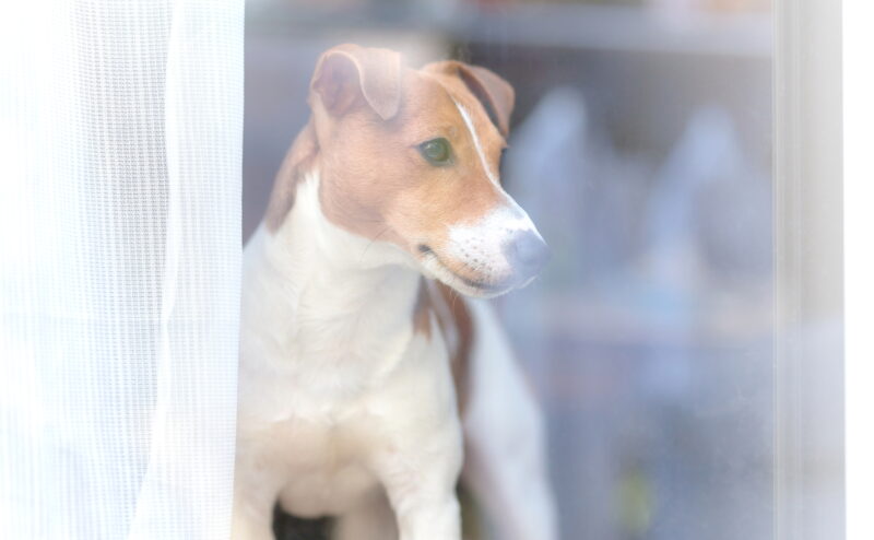 飼い主が外出しようとすると犬が吠えてしまう理由とは？