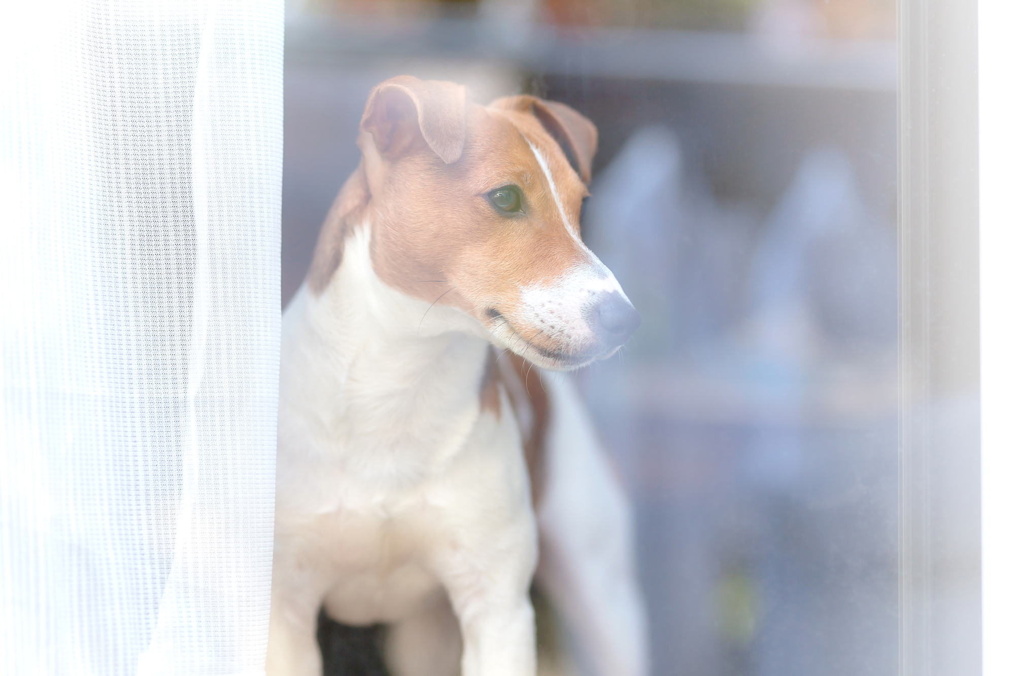 飼い主が外出しようとすると犬が吠えてしまう理由とは？