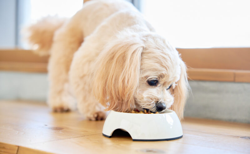 犬の療法食とは？与えるメリットや種類について