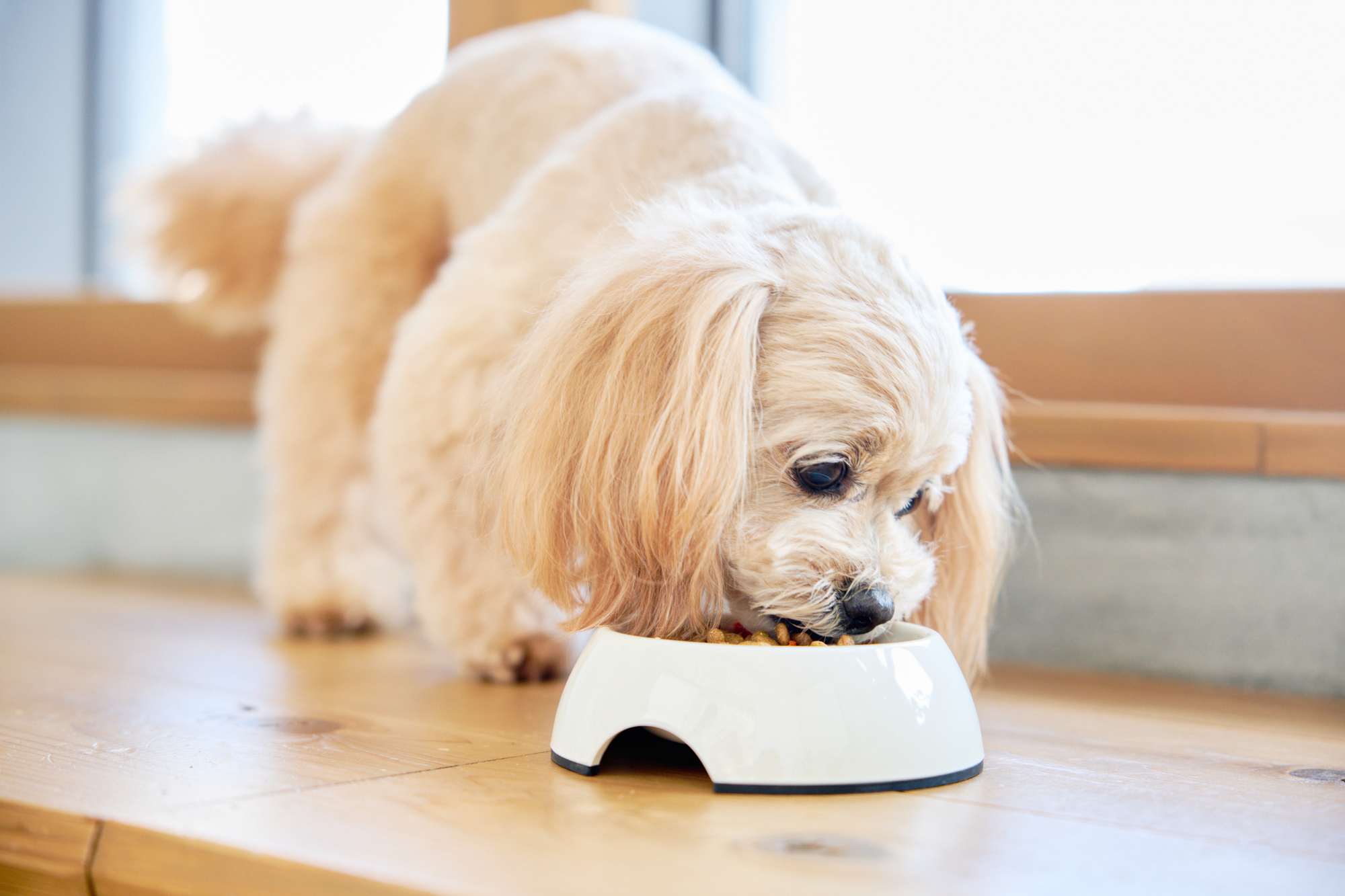 犬の療法食とは？与えるメリットや種類について