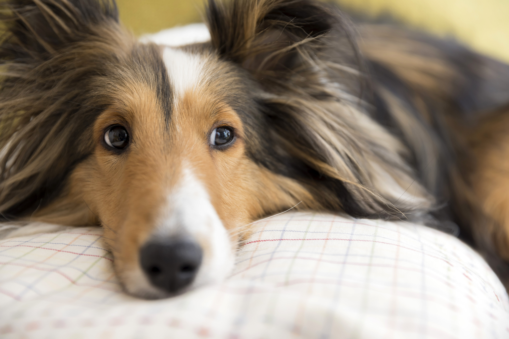 犬を飼うとできなくなる（制限される）こと～犬を飼う前にしっかり検討すること～