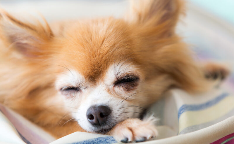 犬の認知症の症状や予防方法などをわかりやすく紹介！