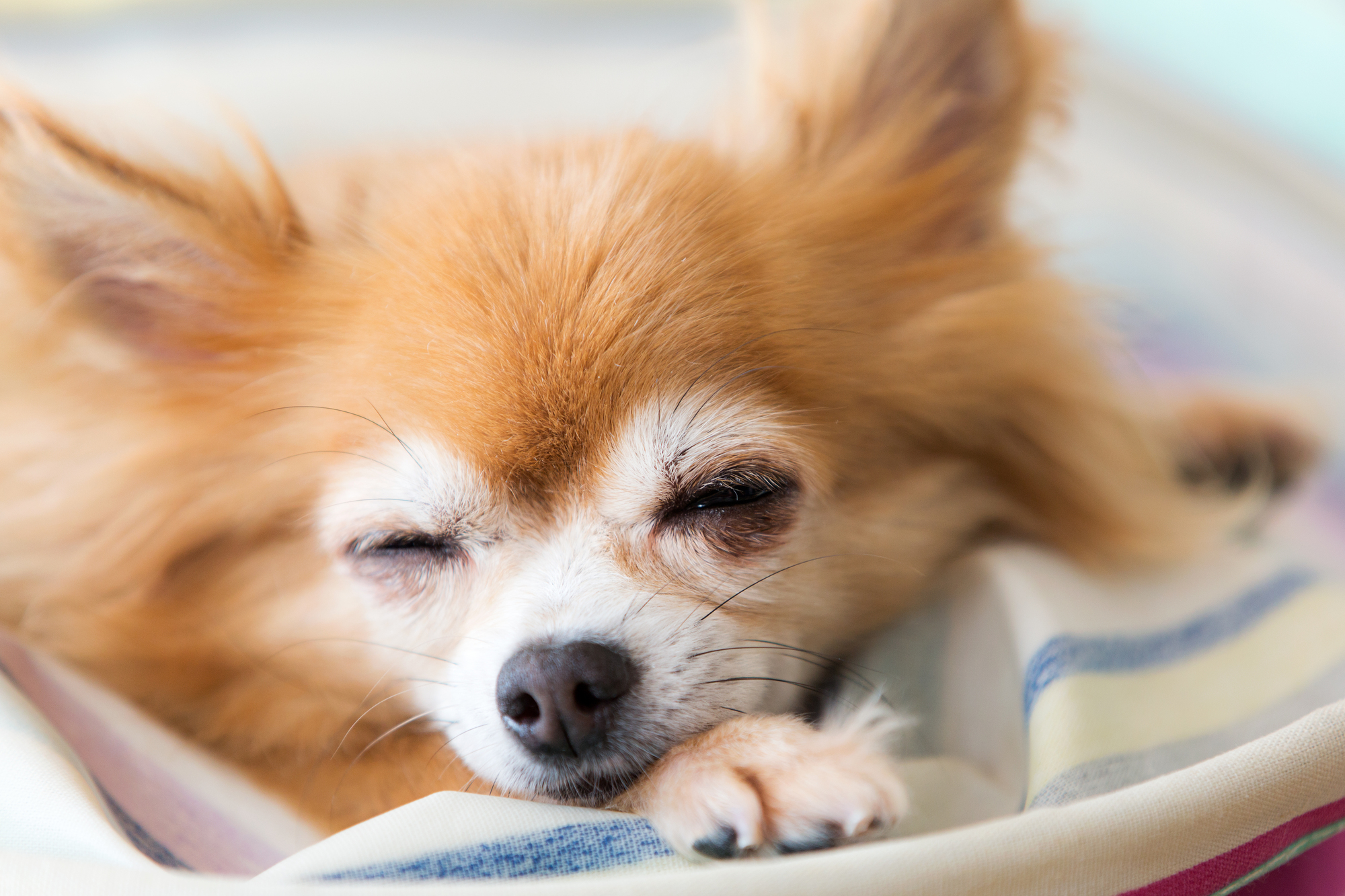 犬の認知症の症状や予防方法などをわかりやすく紹介！