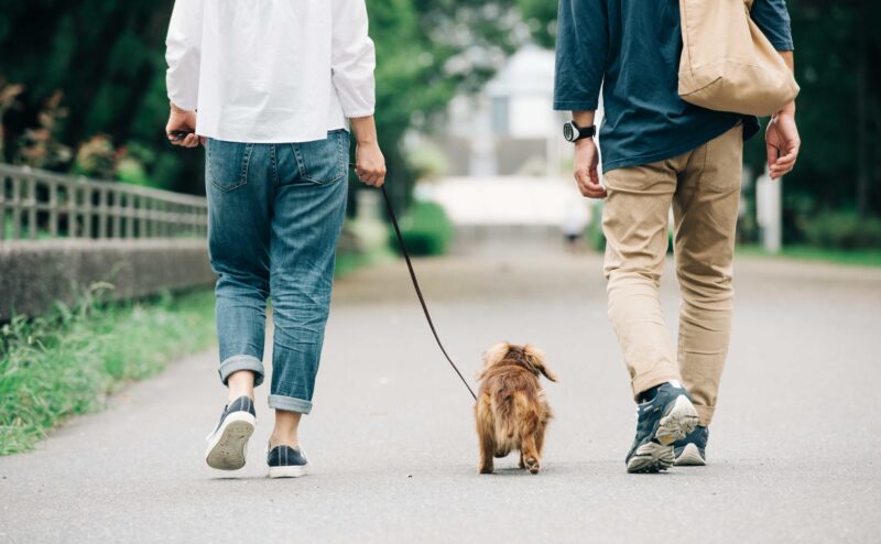 犬の散歩中の正しい挨拶について（飼い主同士と犬同士の挨拶）