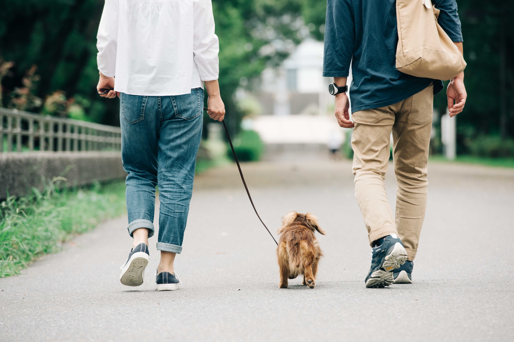 犬の散歩中の正しい挨拶について（飼い主同士と犬同士の挨拶）