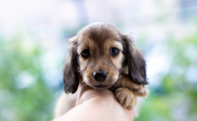 犬の血統書とは？発行できる犬や血統書がないデメリット等を紹介！