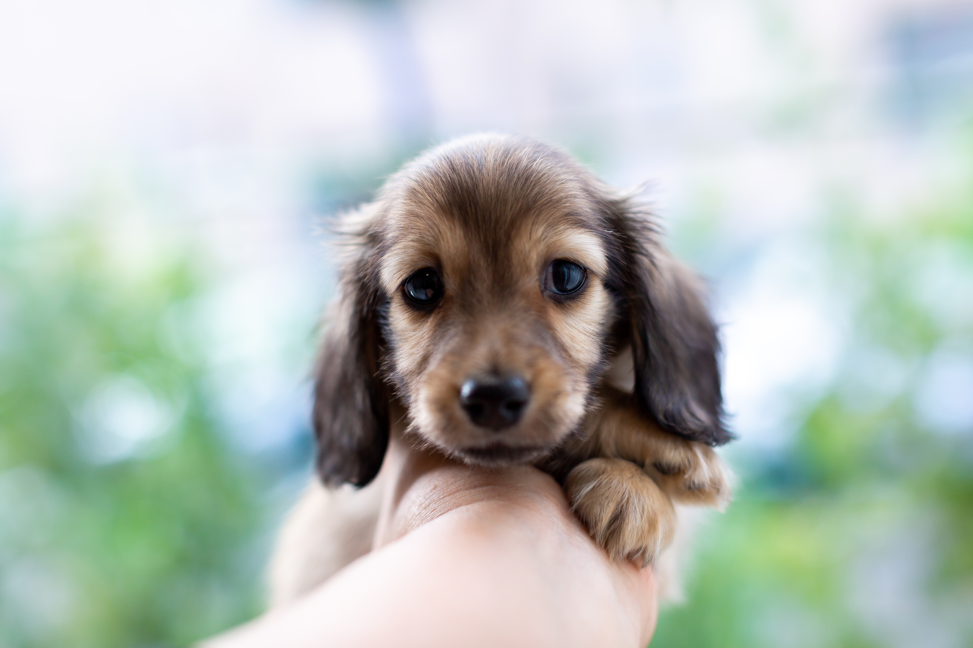 犬の血統書とは？発行できる犬や血統書がないデメリット等を紹介！