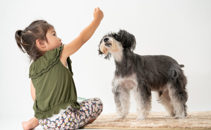 犬が子供にだけ吠えたり噛みついてしまう理由と対策方法