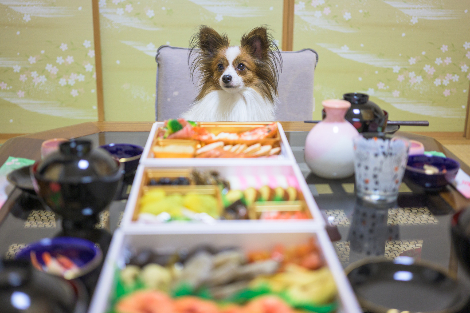 ペット用（犬猫用）おせちの選び方や注意点について
