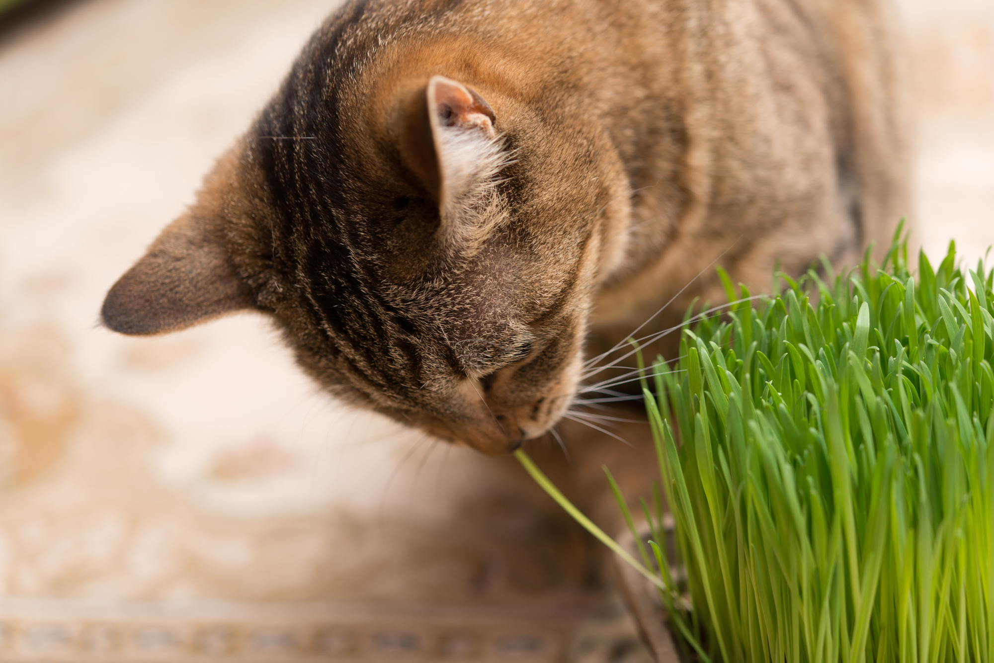 猫に猫草は必要？与えるメリットや注意点について - 【公式】ピュアラックス（PURELUXE）無添加ドッグフード・キャットフード通販