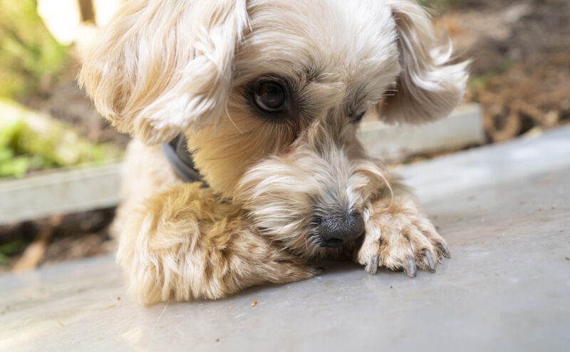 愛犬が自分の爪を噛む…どんな原因が隠れている？
