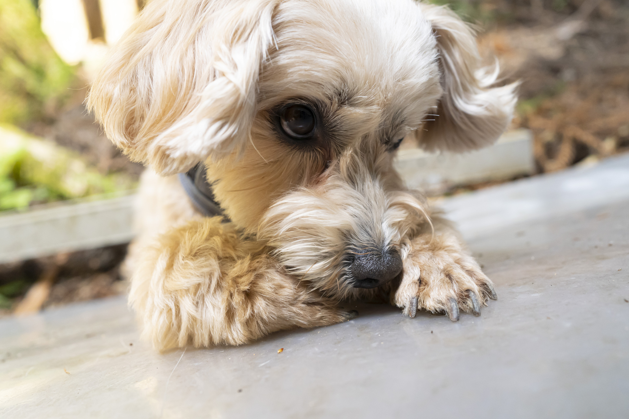 愛犬が自分の爪を噛む…どんな原因が隠れている？