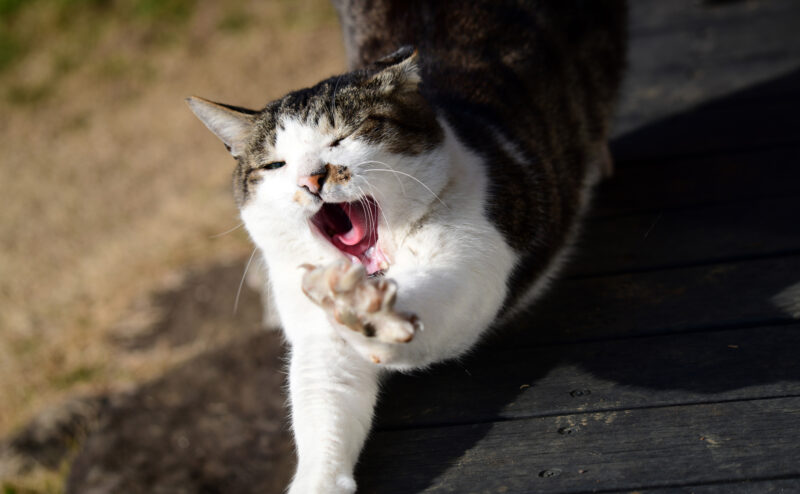 猫が早朝になると激しく鳴くのはなぜ？解決法は？