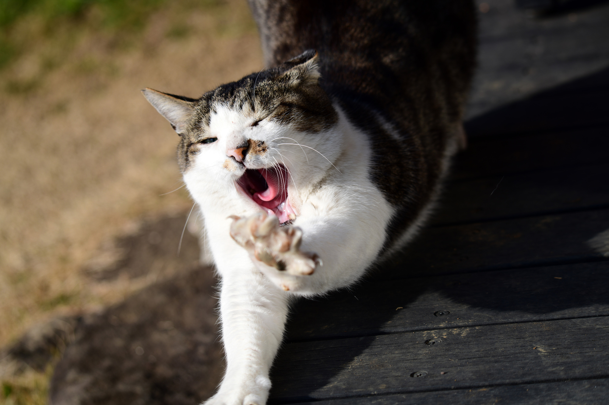 猫が早朝になると激しく鳴くのはなぜ？解決法は？