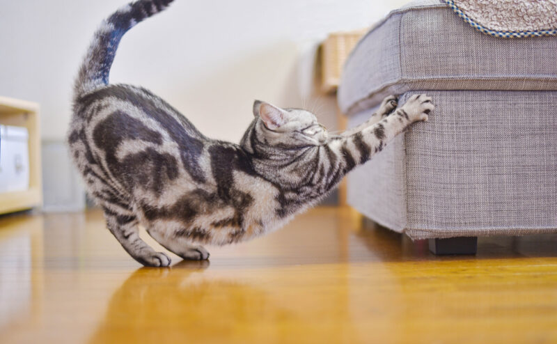 猫の問題行動はどうやって改善すればいい？原因は？