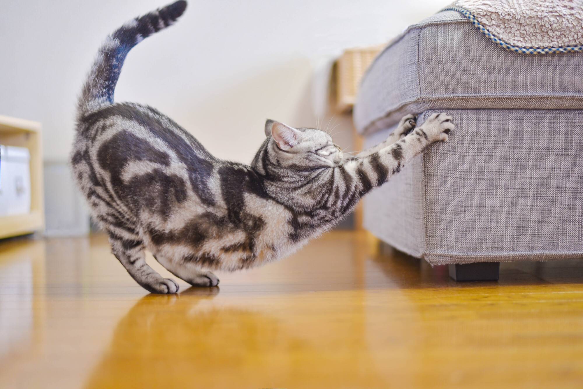 猫の問題行動はどうやって改善すればいい？原因は？