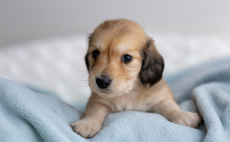 子犬が飛びついてくる理由とその対処法、しつけのポイント
