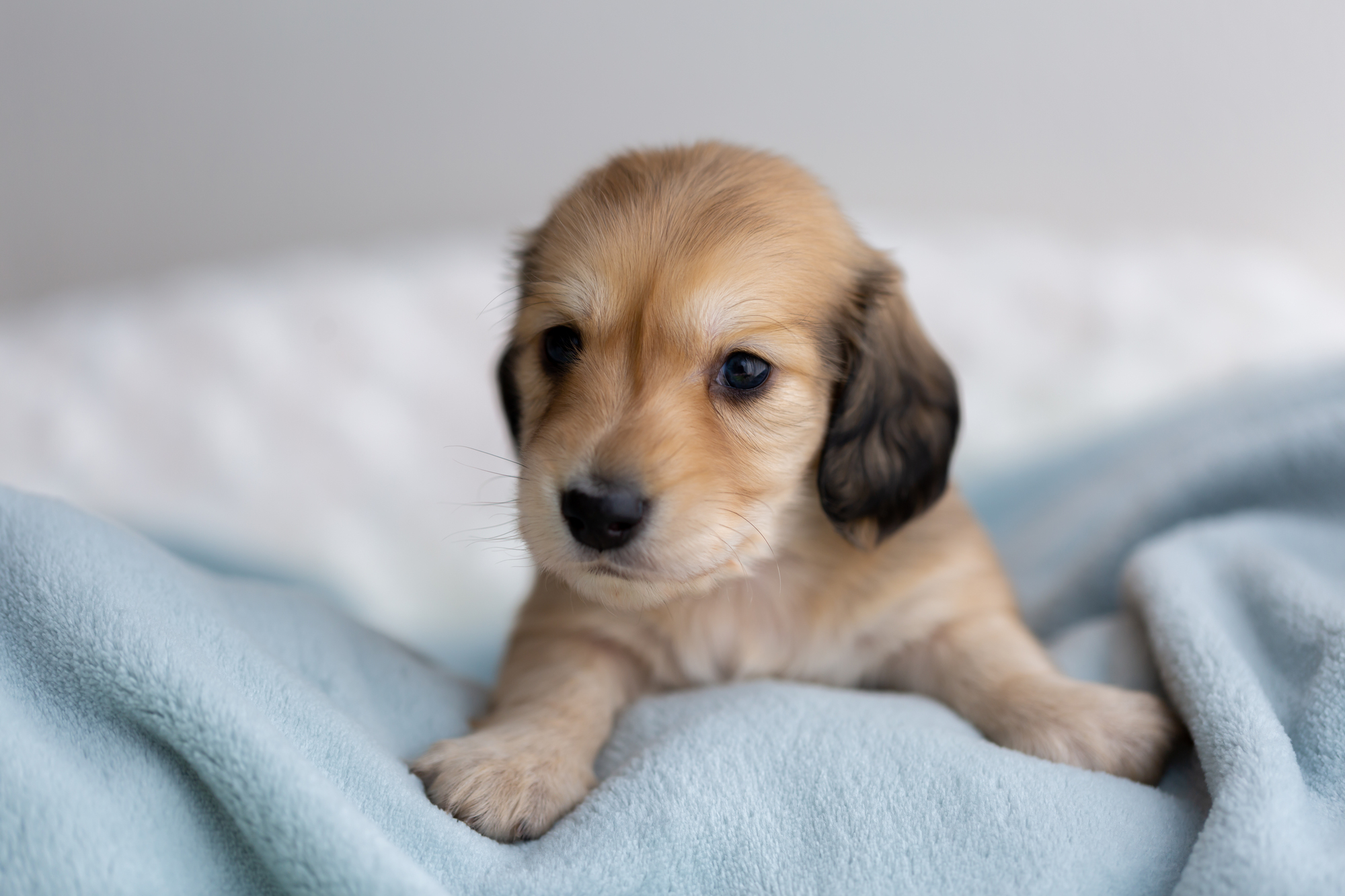 子犬が飛びついてくる理由とその対処法、しつけのポイント