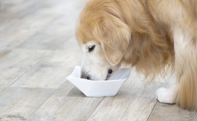 愛犬の夏に大事な水分補給のポイントについて