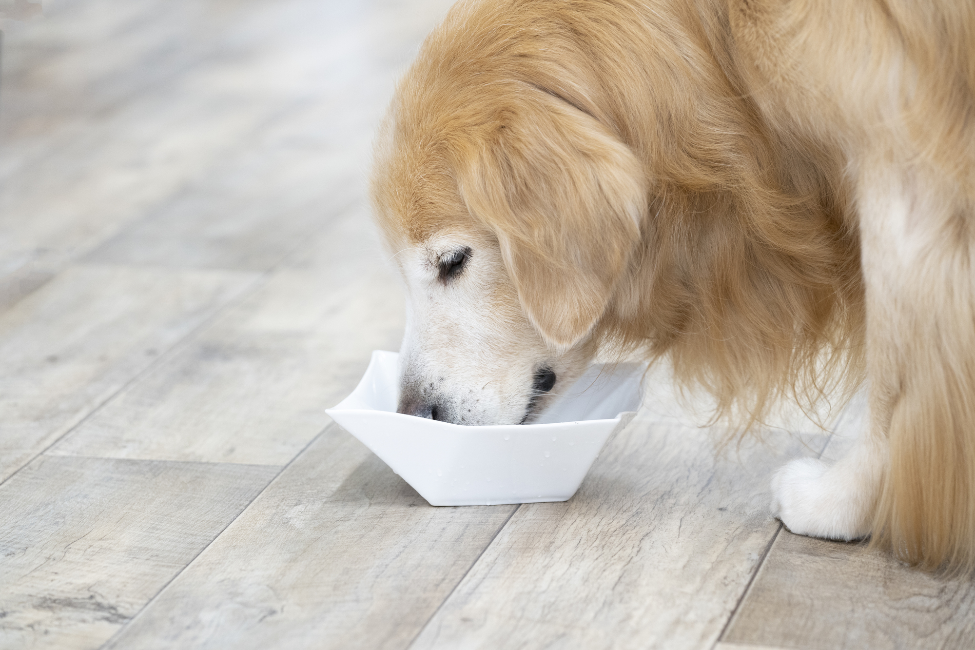 愛犬の夏に大事な水分補給のポイントについて