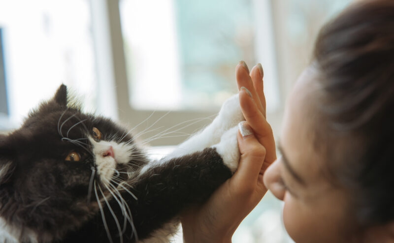朝になると猫が起こしにくるのはなぜ？理由と対策も紹介！