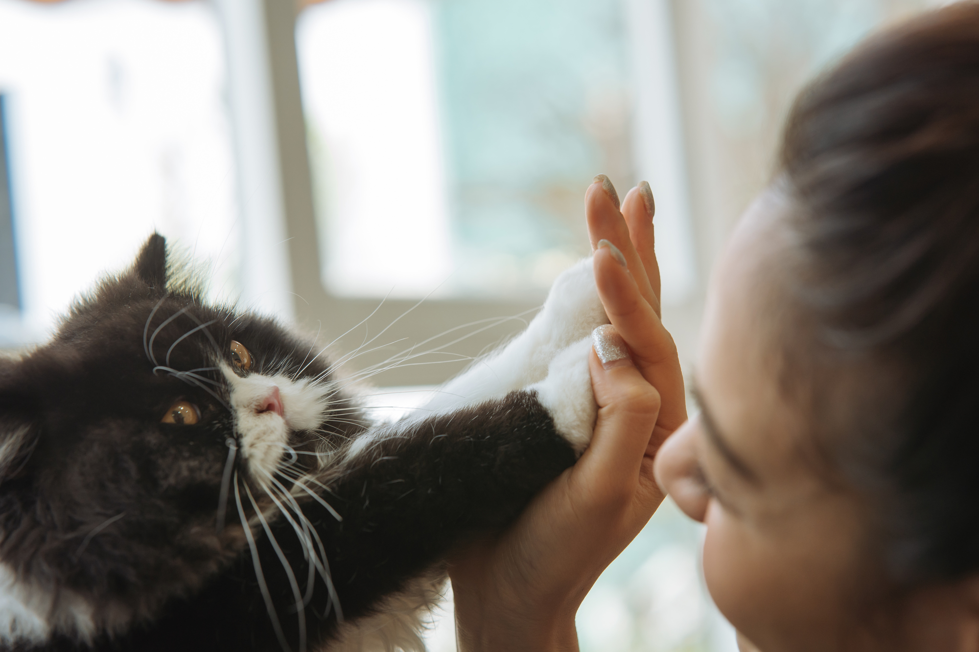 朝になると猫が起こしにくるのはなぜ？理由と対策も紹介！