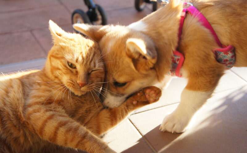 猫と犬、どちらを飼うか迷っている…それぞれの魅力とは？