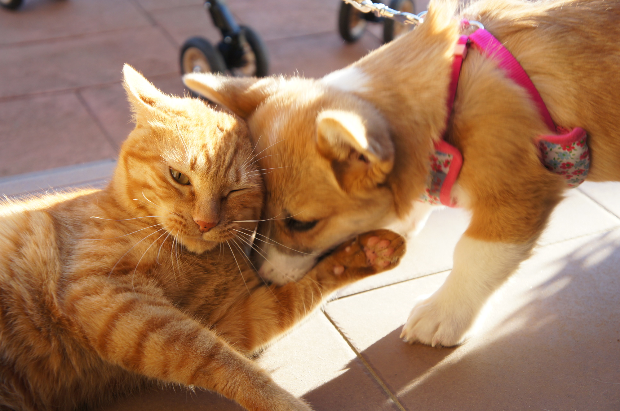 猫と犬、どちらを飼うか迷っている…それぞれの魅力とは？