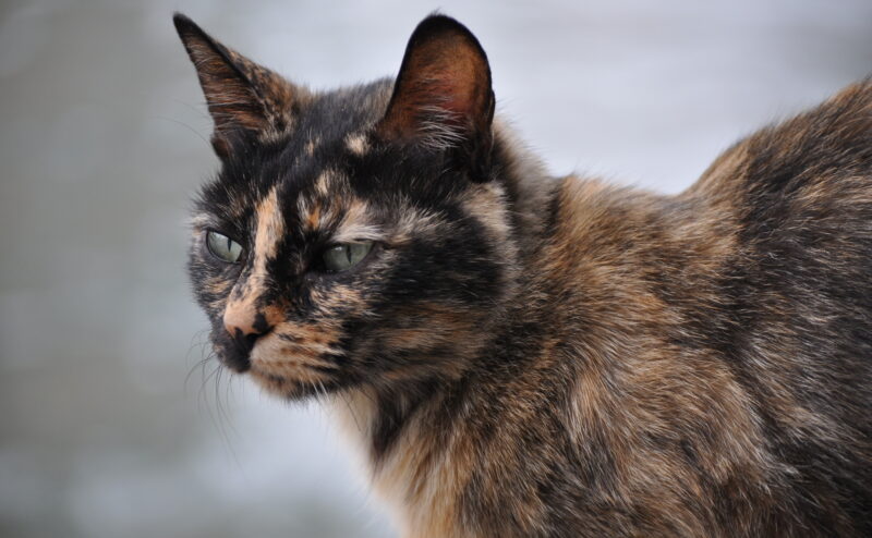 サビ猫とは？サビ猫の特徴や性格に迫る！