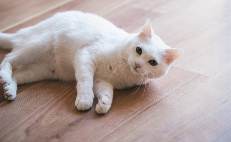 保護猫がなつかない…原因や仲良くなるための対策方法を紹介！