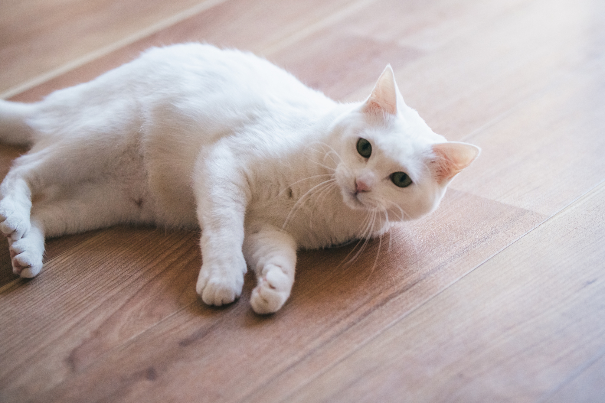 保護猫がなつかない…原因や仲良くなるための対策方法を紹介！