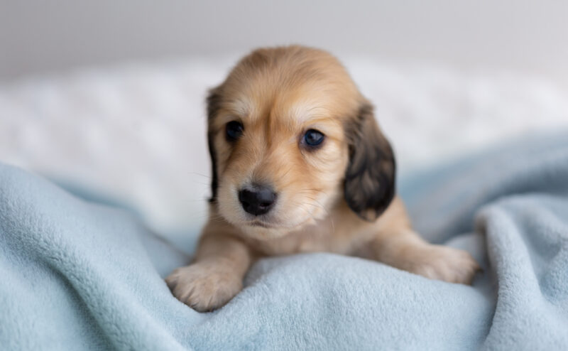 後悔しないためにも…犬の衝動買いに待った！衝動買いNGの理由とは？