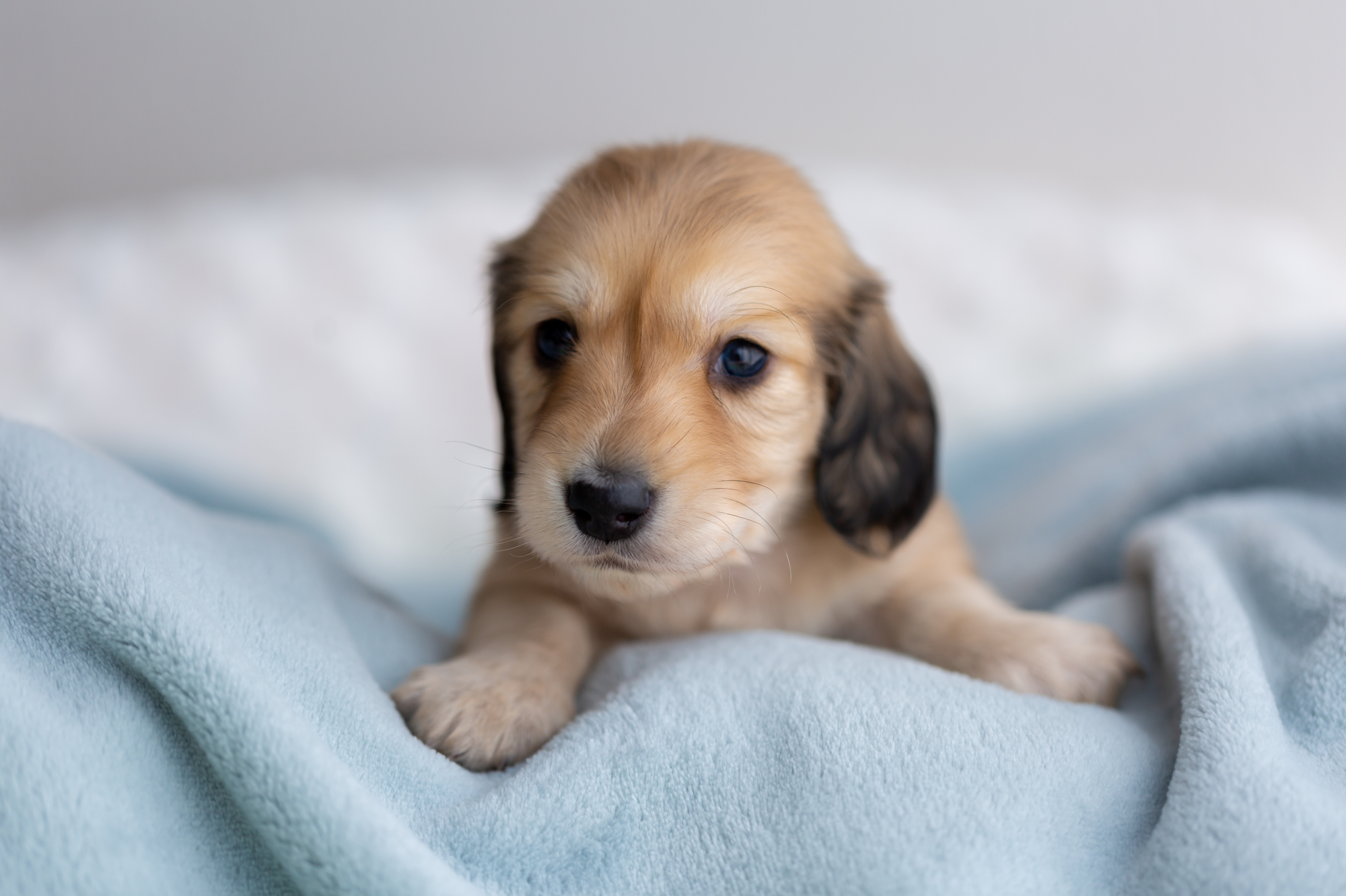 後悔しないためにも…犬の衝動買いに待った！衝動買いNGの理由とは？