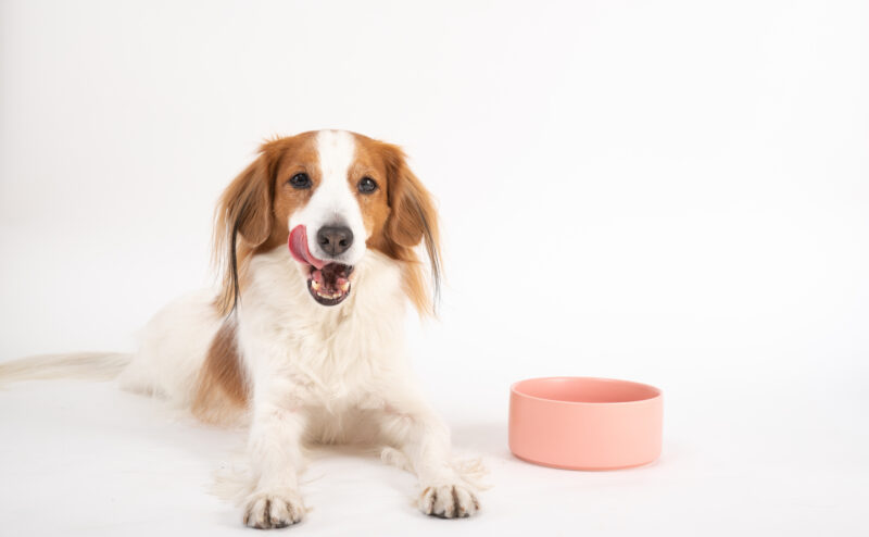 愛犬の食べ残し「そのままはNG！食べ残しの扱い方や注意点について