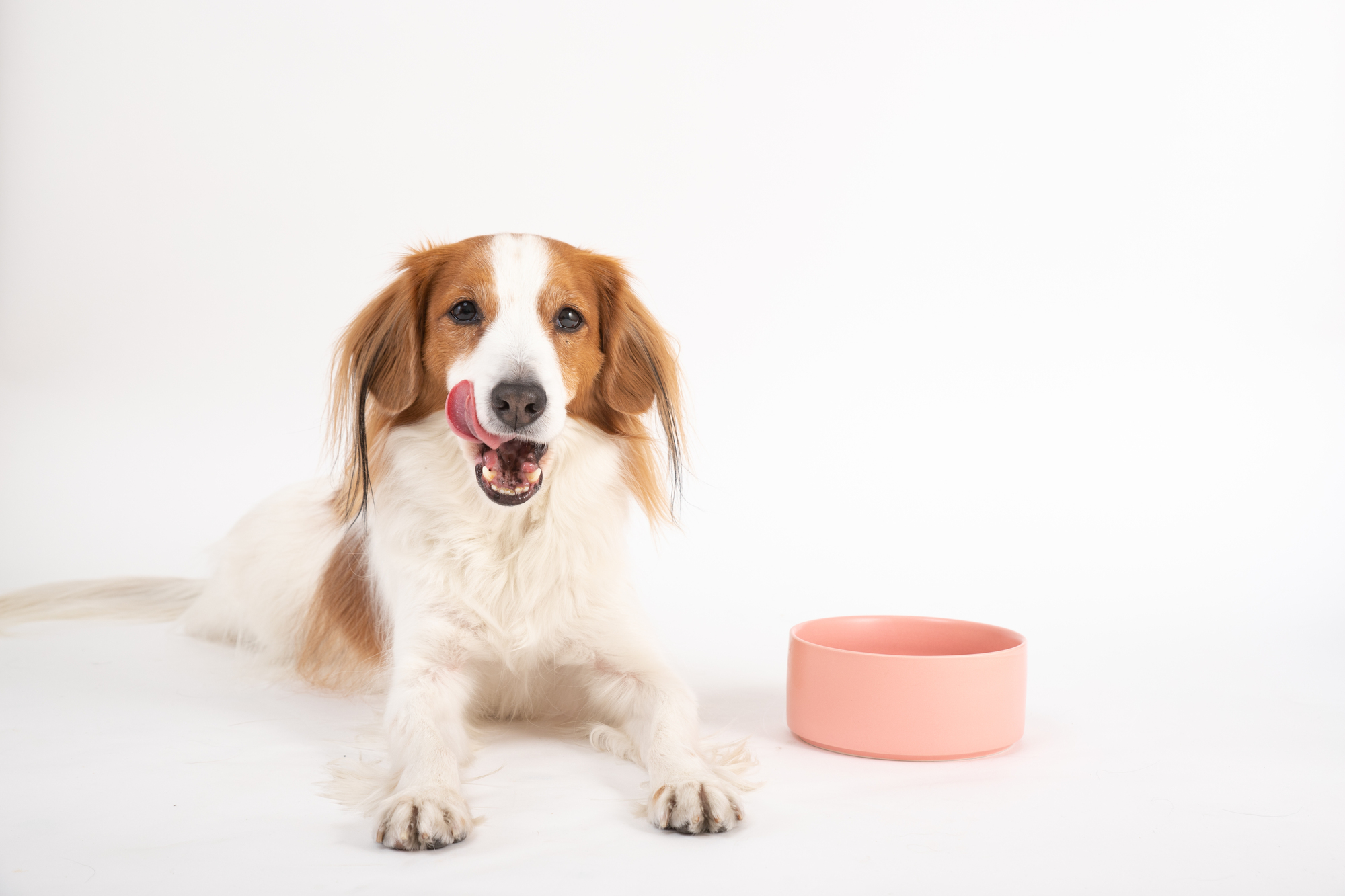 愛犬の食べ残し「そのままはNG！食べ残しの扱い方や注意点について