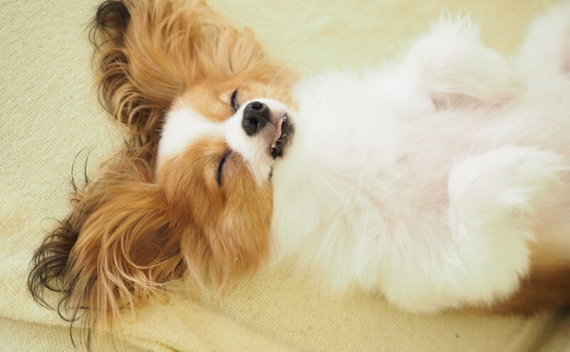 犬の可愛い寝相、それぞれに隠された意味とは？