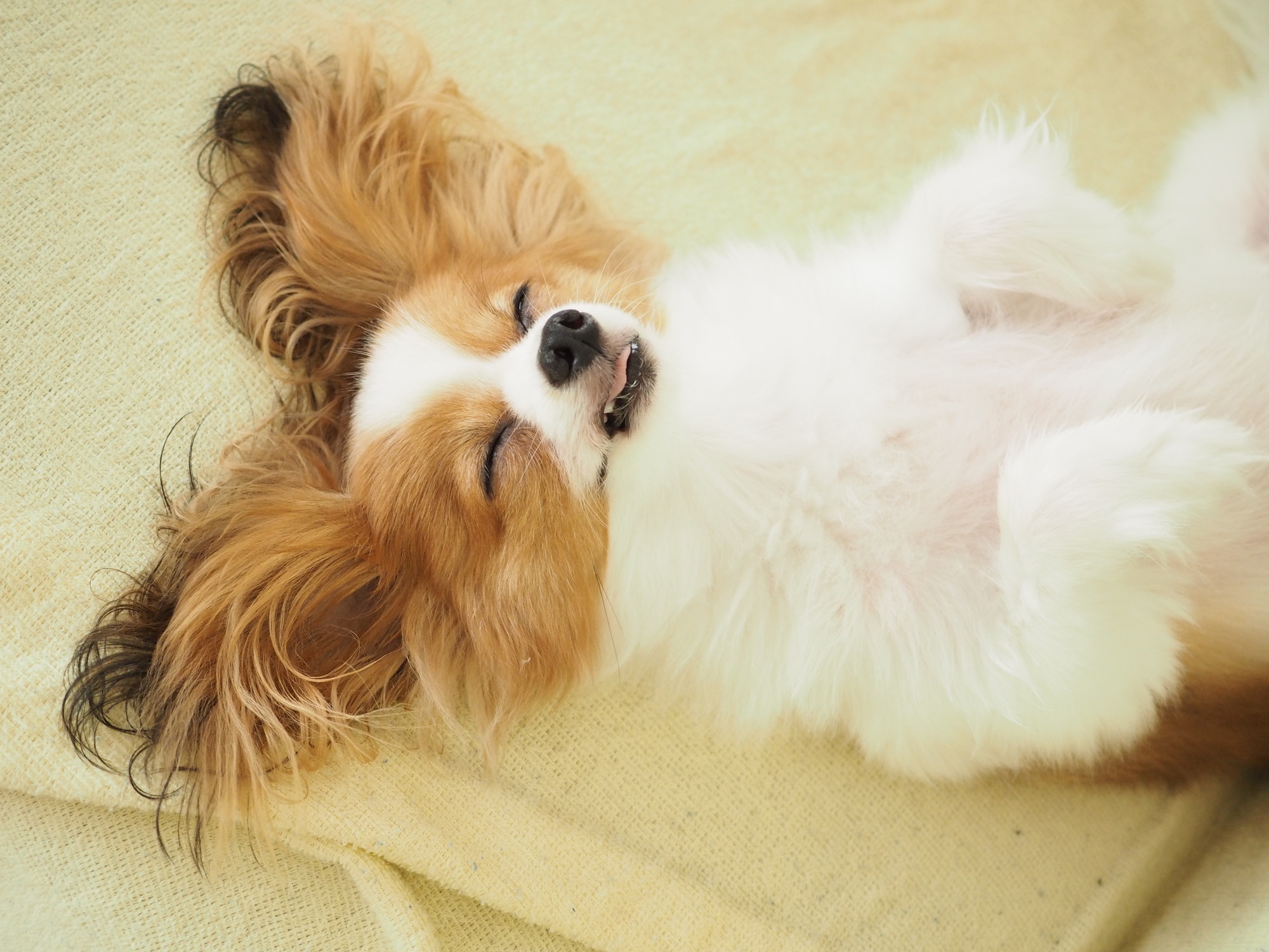 犬の可愛い寝相、それぞれに隠された意味とは？