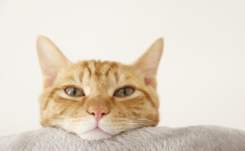 猫はなぜ狭い場所が好きなのか？