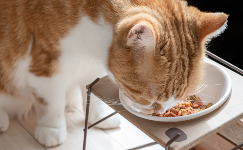 猫は本当に「猫舌」？手作りフードを与える場合の注意点について