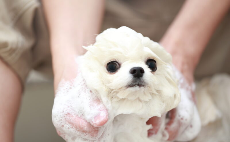 愛犬のお風呂の頻度とタイミングについて