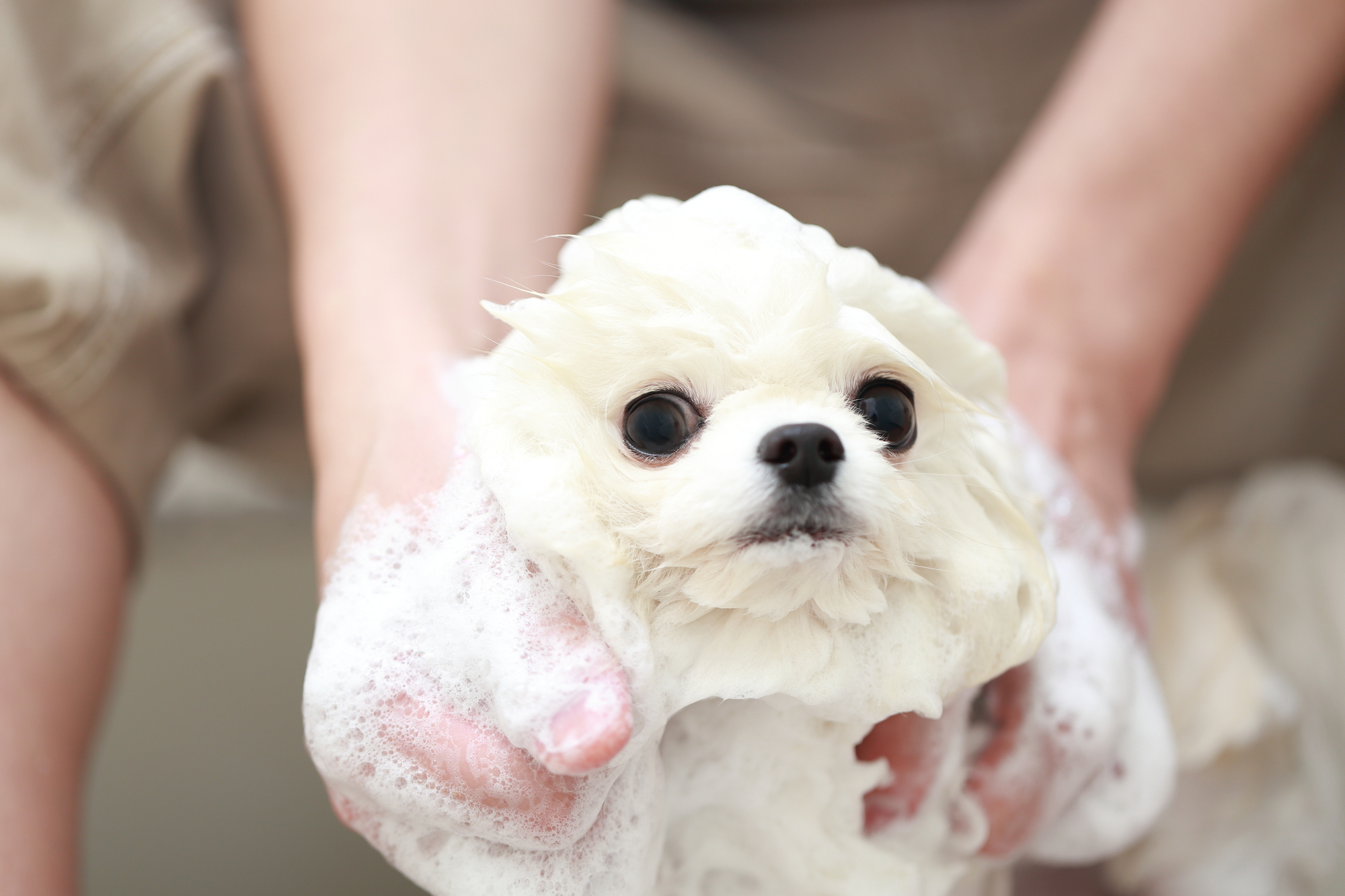 愛犬のお風呂の頻度とタイミングについて