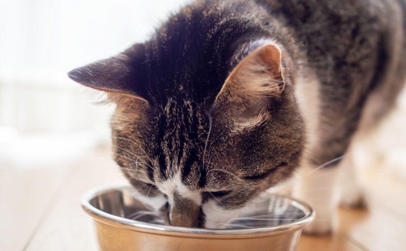 愛猫が飼い主の前でしか食べないのはなぜ？