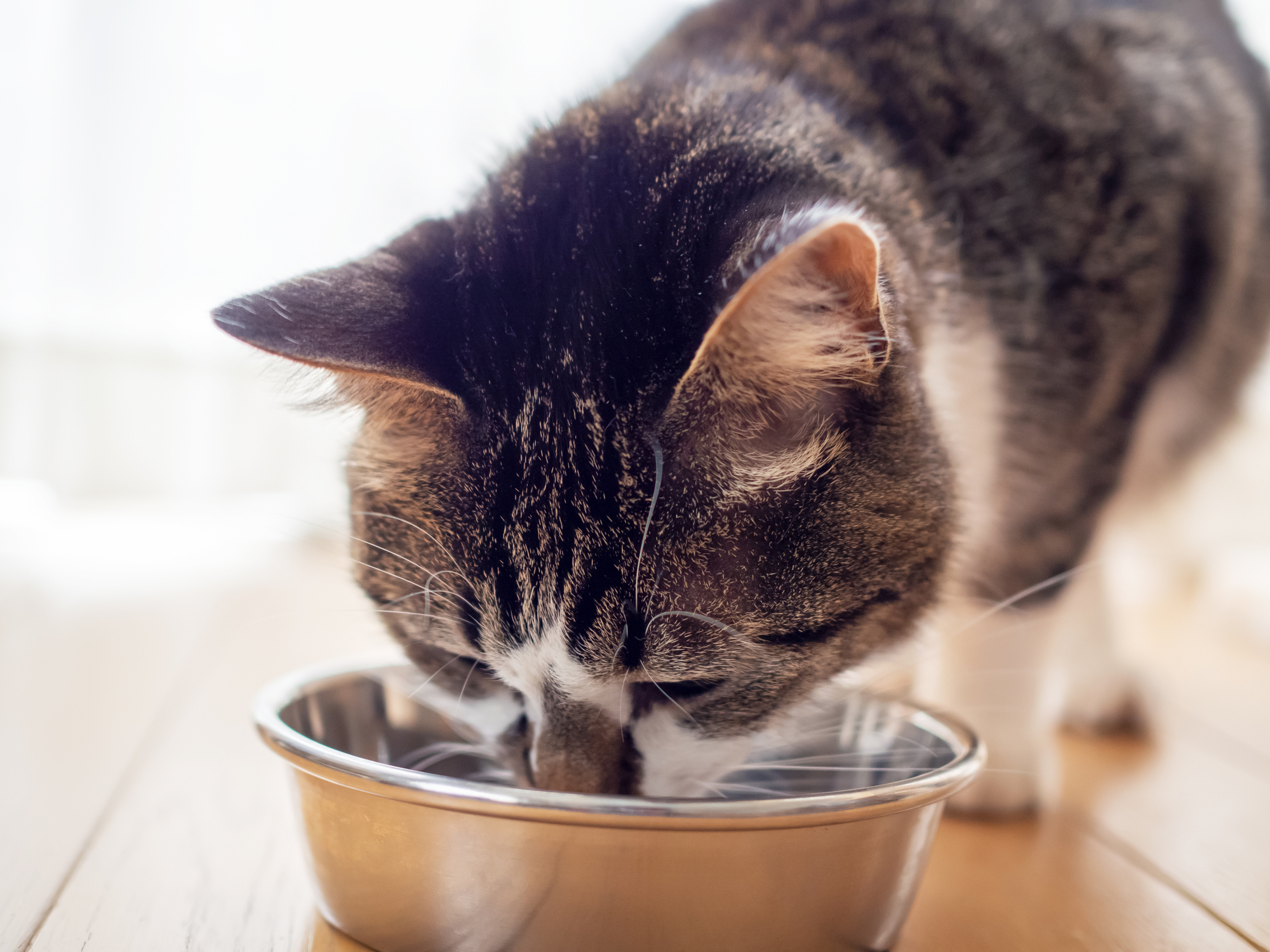 愛猫が飼い主の前でしか食べないのはなぜ？