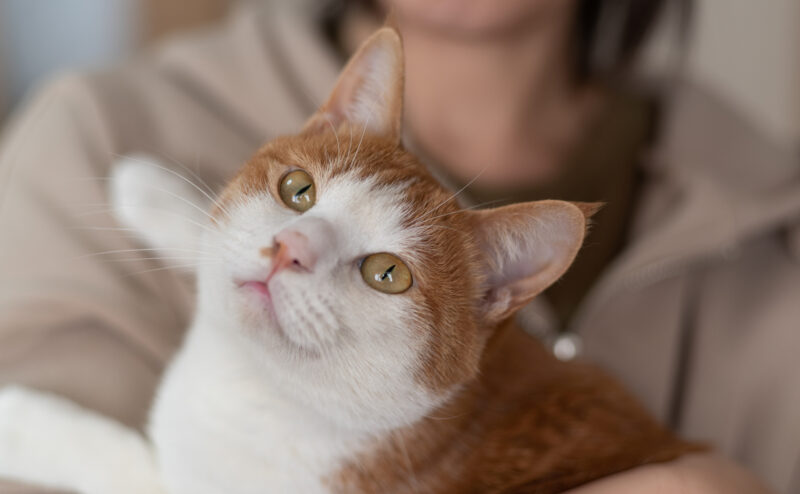 猫は抱っこが嫌い？正しい抱っこの方法は？]