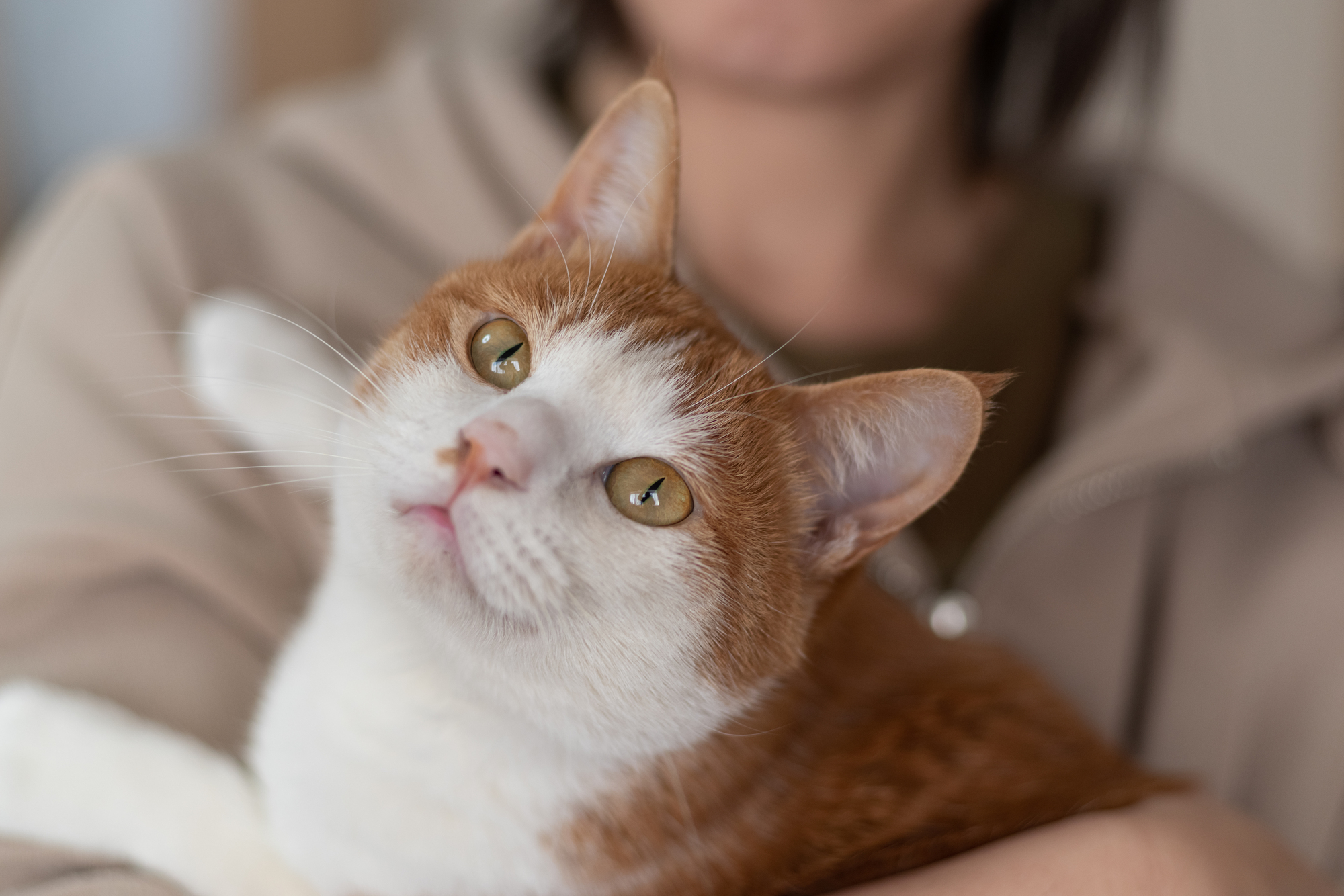 猫は抱っこが嫌い？正しい抱っこの方法は？]