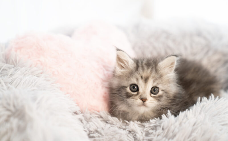 猫用ベッド（寝床）の選び方と種類について