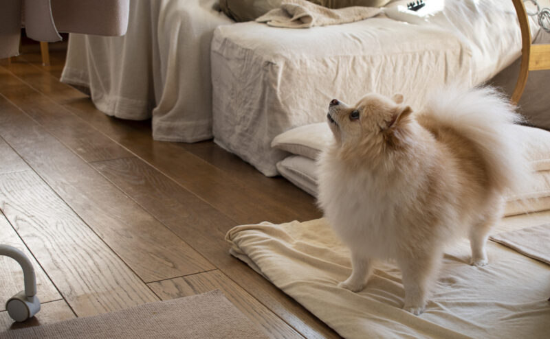 愛犬がいてなかなか遠出ができない…どんな対応策がある？