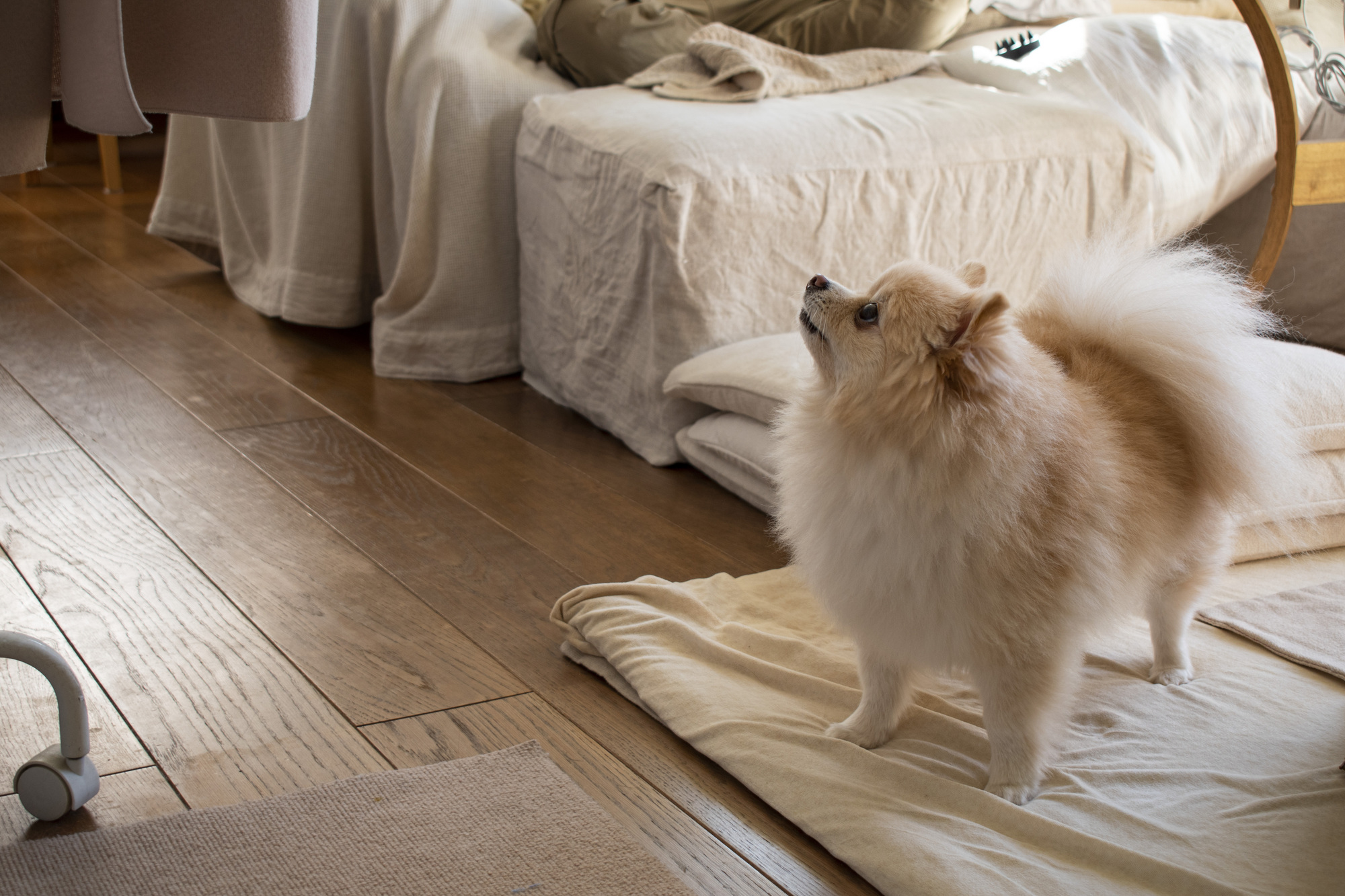 愛犬がいてなかなか遠出ができない…どんな対応策がある？