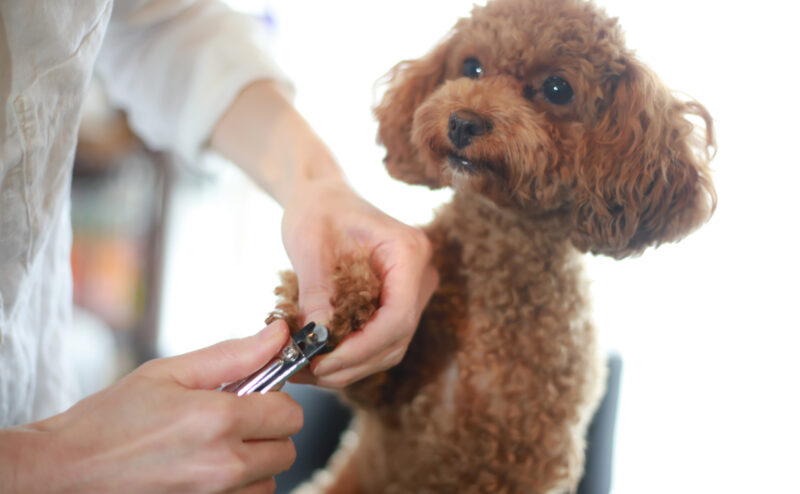 愛犬が爪切りを嫌がる理由と対応策について