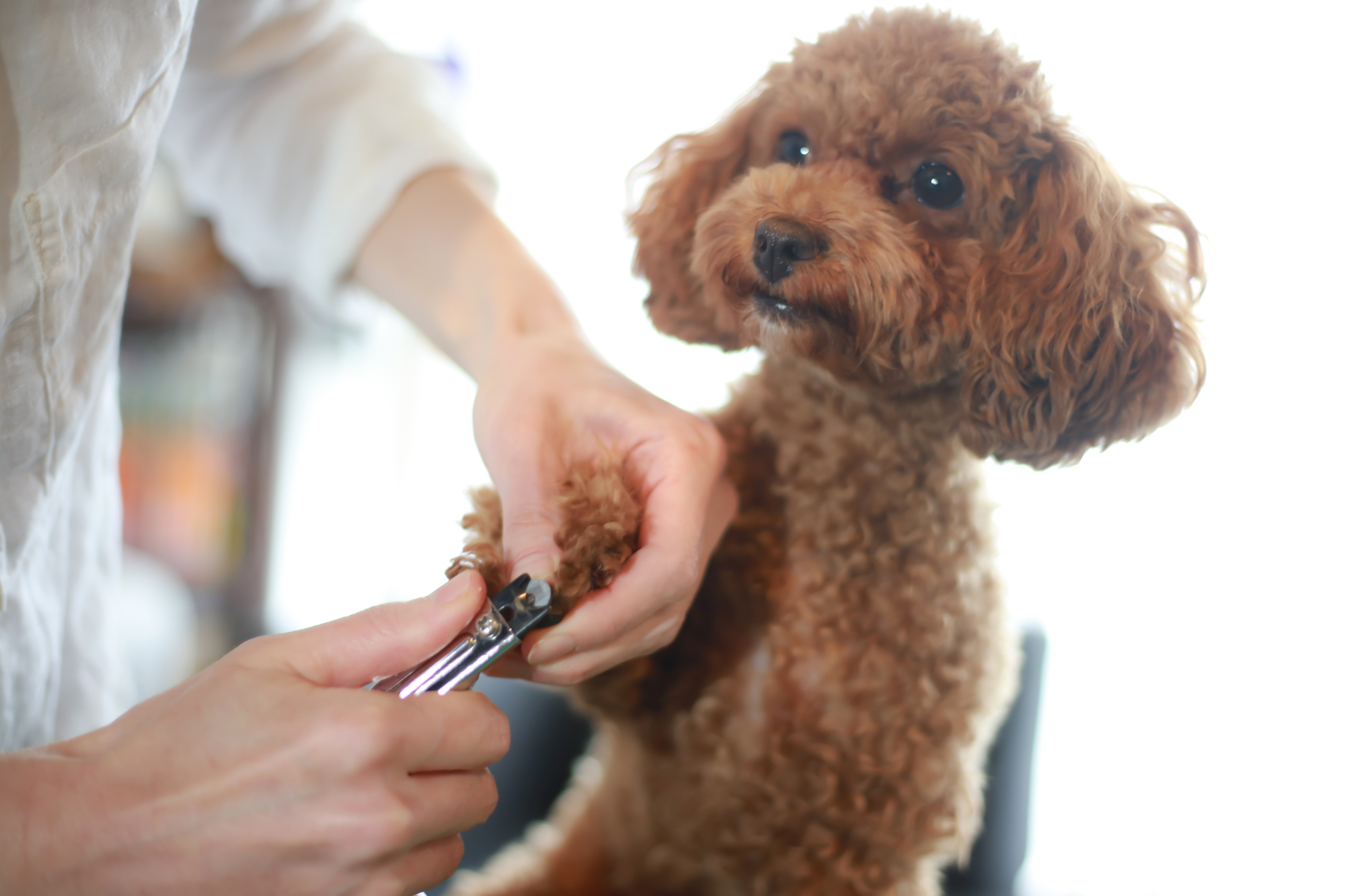 愛犬が爪切りを嫌がる理由と対応策について